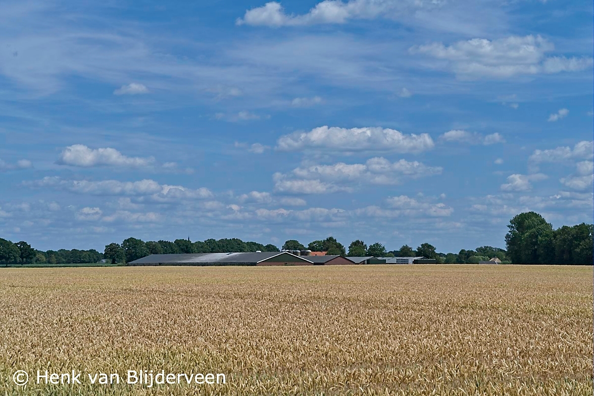 Een veld rijpe rogge met een boerderij en mooie wolkenlucht
