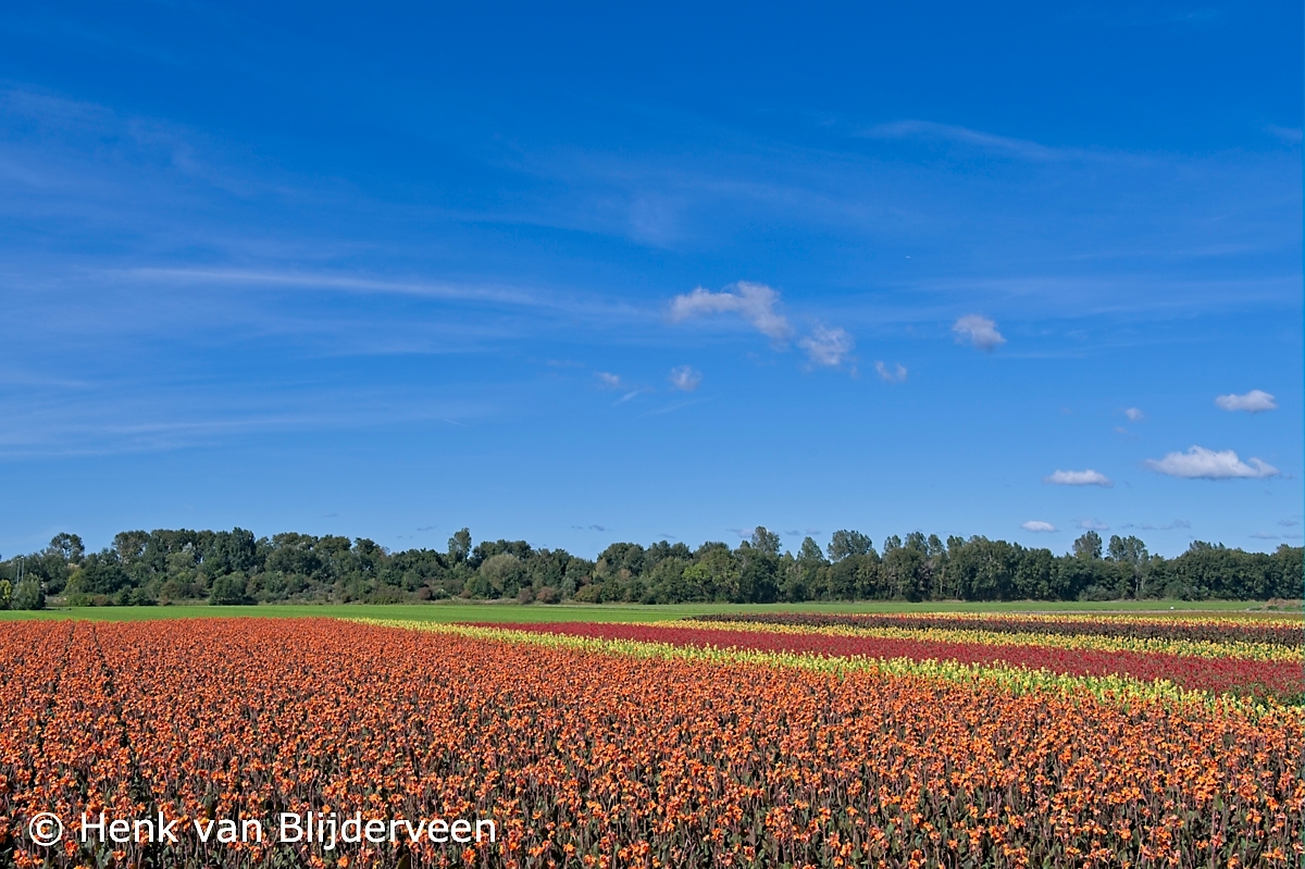 Bloeiende canna's achter de duinen