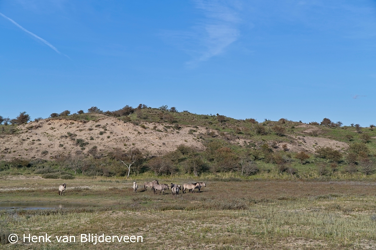 Een grope Konikpaarden in de duinen van Kennemerland